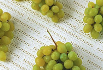 Bootstrap Image Preview